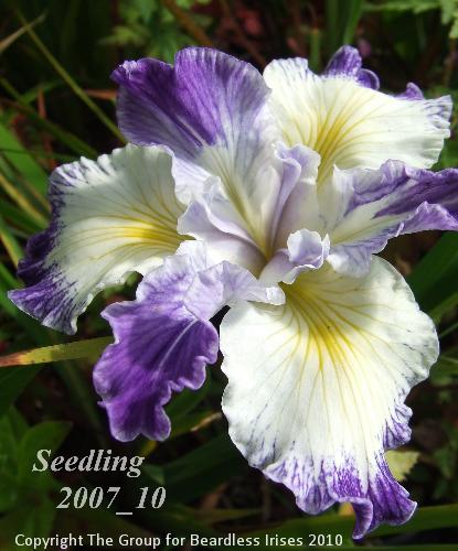 pci seedling 2007_10 